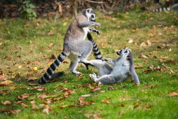 Lemuren spielen draußen auf einer Wiese — Stockfoto