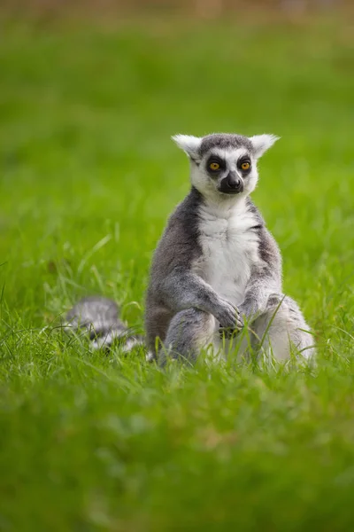 Ein Lemur Sitzt Allein Gras Stockbild
