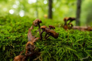 Mantarlar ormanda büyür.