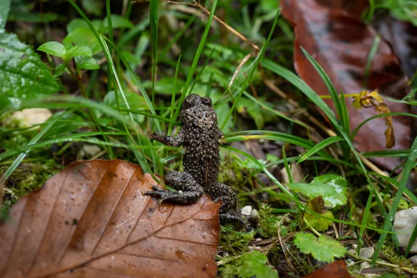 Крупним планом жаба сидить у лісі — стокове фото
