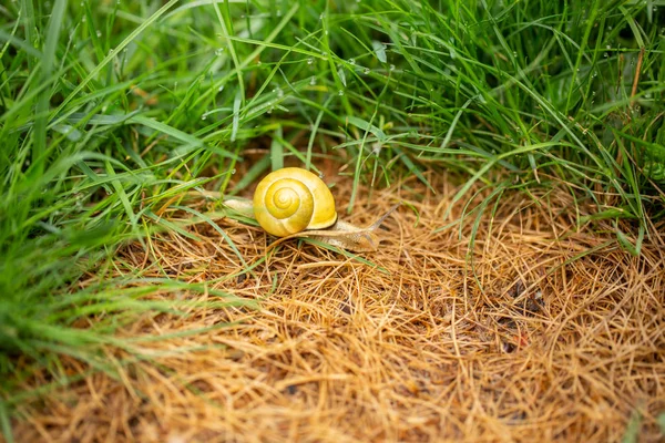 Un escargot viticole dans l'herbe avec des gouttes d'eau — Photo