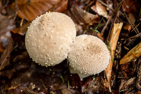 Pilze wachsen wild im Wald — Stockfoto