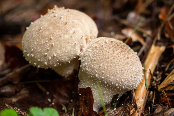 Champignons poussent sauvages dans la forêt — Photo