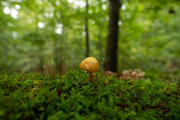 Pilze wachsen wild im Wald — Stockfoto