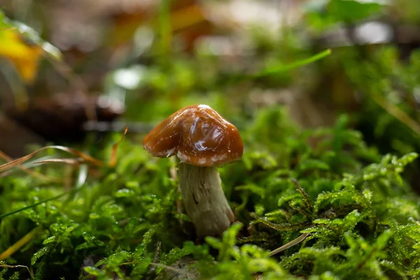 Pilze wachsen wild im Wald — Stockfoto