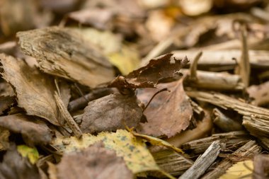 Yapraklar ve eski odunlar orman zeminine saçılmış.