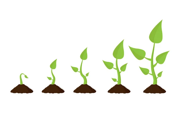 Estágios Plantas Crescimento Mandril Infográfico Ilustração Vetorial Isolada — Vetor de Stock