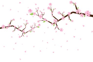 Sakura çiçekleri. Kiraz ağacı çiçeği. Bahar bahçesi çiçekleri. İzole edilmiş beyaz arkaplan.