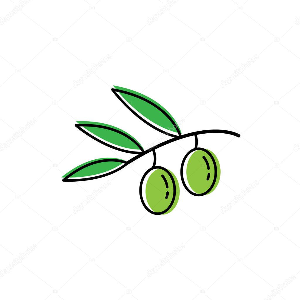 Green olives in the branch. Isolated vector illustration.