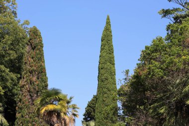 Soçi botanik bahçesindeki ağaçlar