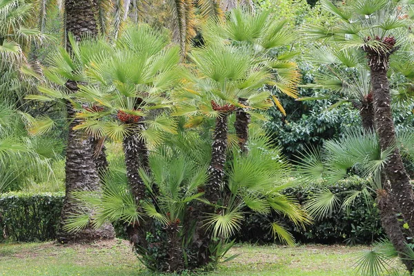 Växt Sochi Arboretum — Stockfoto