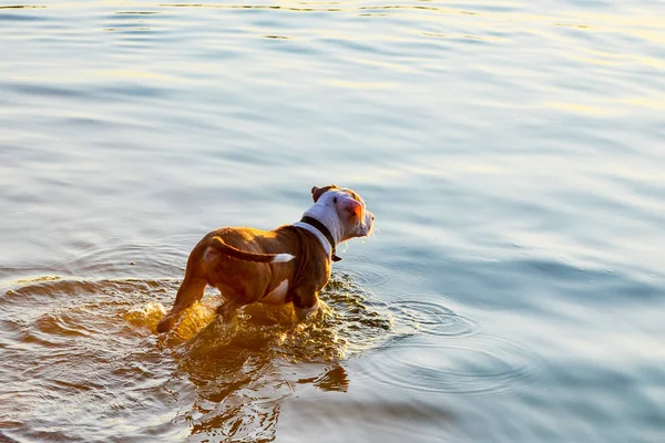 कुत्ता पानी में कूद रहा है . — स्टॉक फ़ोटो, इमेज