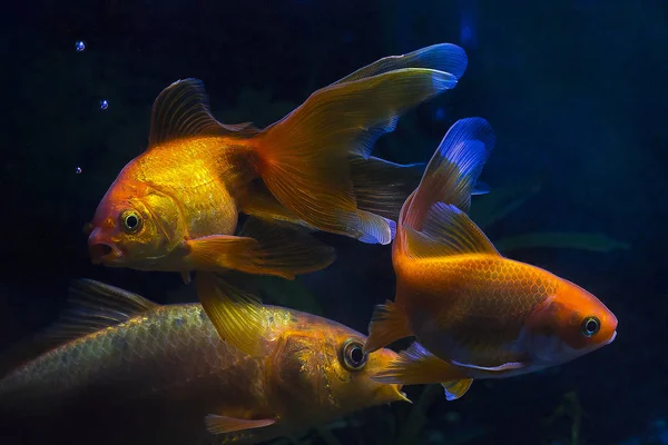 Goldfische im Aquarium aus nächster Nähe. — Stockfoto