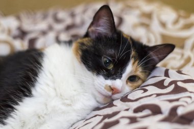 Bir kedinin yakın plan portresi.