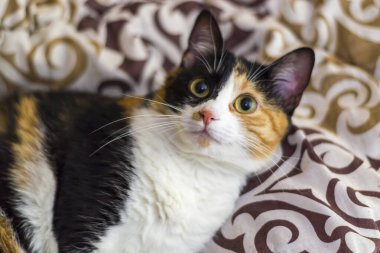 Bir kedinin yakın plan portresi.