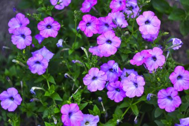 Çiçek sınırını renkli çiçekli Petunya Dalgası Sevgilisi ile kapatın