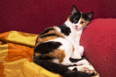 Üç renkli kedi kanepede yatıyor..