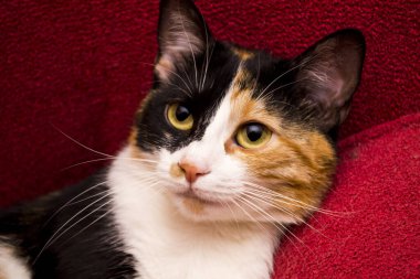 Üç renkli kedi kanepede yatıyor..