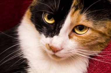 Üç renkli bir kedinin portresi.