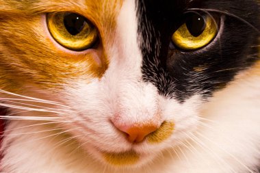 Üç renkli bir kedinin portresi.