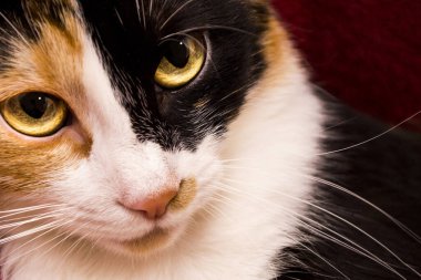 Üç renkli bir kedinin portresi.