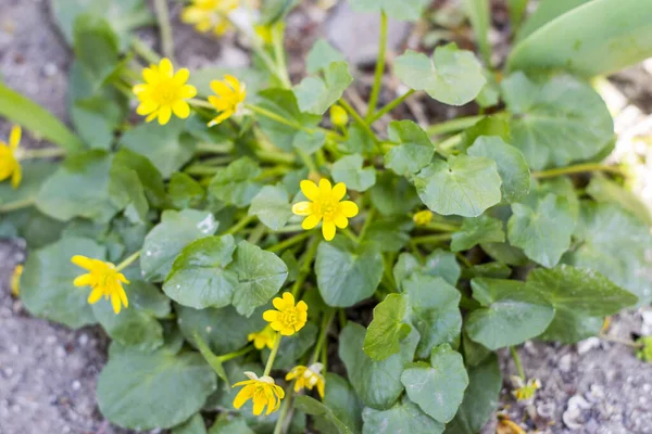 Žluté Jarní Květiny Makro Zavřít — Stock fotografie