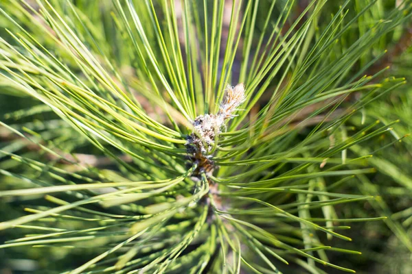 Green pine cone in a Pine Tree