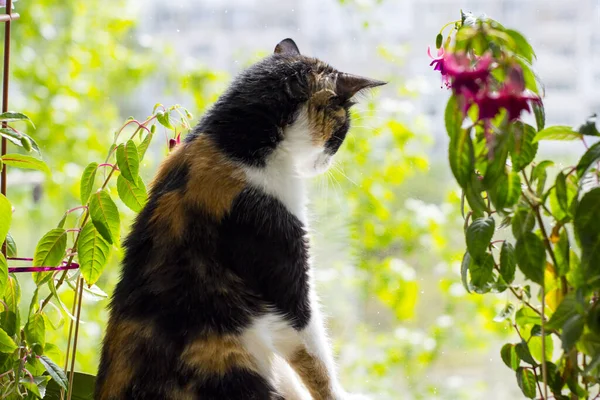 Pencereden Dışarı Bakan Renkli Kedi — Stok fotoğraf