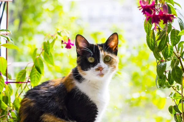 Pencerenin yanında oturan üç renkli kedi