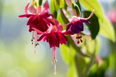 Bulanık arkaplanda çiçek açan