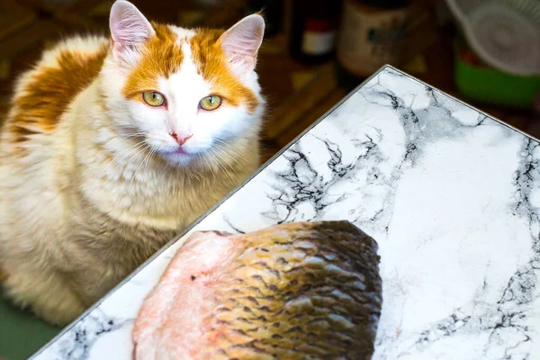 Kedi masada yatan balığa bakar.