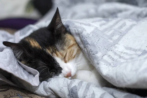 Kedi yorganın altında uyuyor.