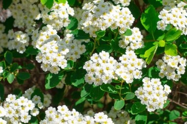 Küçük beyaz çiçeklerin arka planı