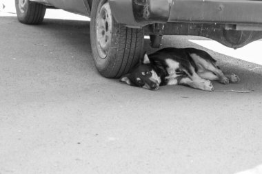 Kazayla oldu. Araba tekerlerinin altındaki köpek. Siyah ve beyaz.