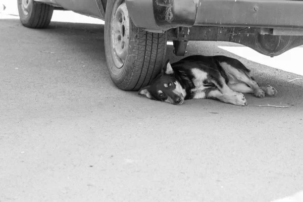 Accident. Dog under car wheels. Black and white.