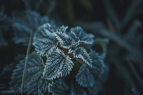 frozen green plant at an autumn morning