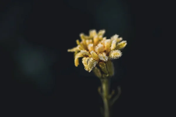 beautiful frost. Macro of yellow flower with frozen petals