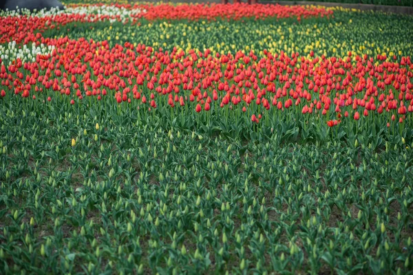 Bellissimo campo di tulipani, giardino di fiori di tulipano rosso . — Foto Stock