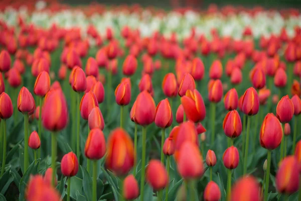 Campo bonito da tulipa, jardim vermelho da flor da tulipa . — Fotografia de Stock