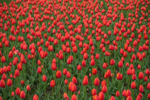 Krásný Tulipán pole, červený Tulipán květinová zahrada. — Stock fotografie