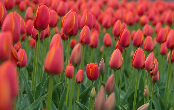 Um fundo de flor tulipa vermelho brilhante. Macro bokeh tiro . — Fotografia de Stock