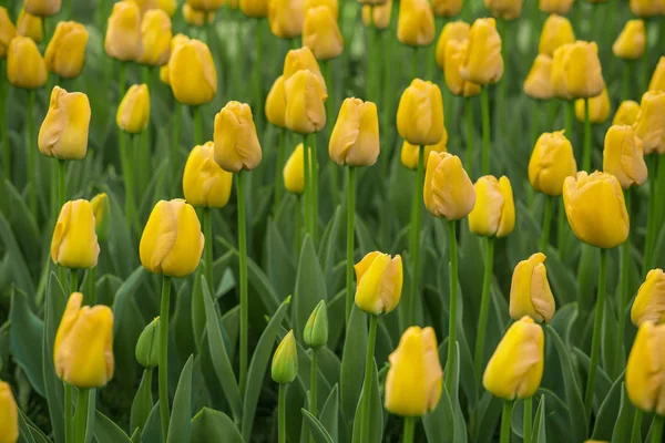 Tulipas brilhantes em um foco suave, flores de primavera close-up no jardim. Flores de tulipa amarelas brilhantes . — Fotografia de Stock