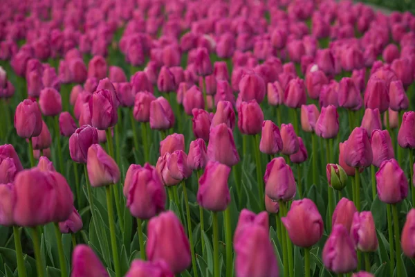 Tulipani luminosi in un fuoco morbido, fiori primaverili primo piano in giardino. Luminosi fiori rossi rosa . — Foto Stock