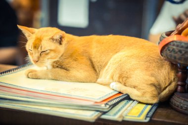 Kanunda sarı kedi uyku dinlenme.