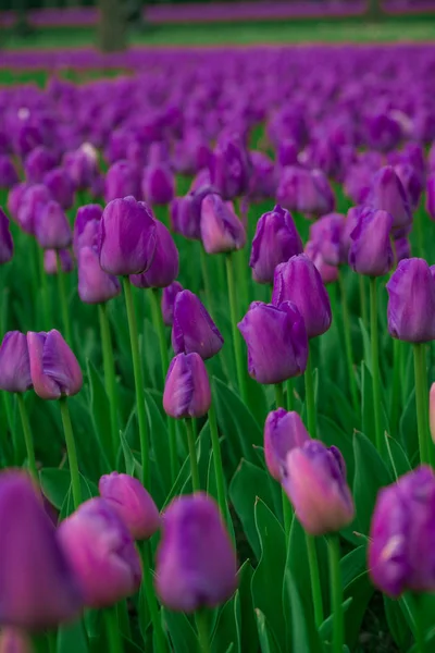 Tulipani luminosi in un fuoco morbido, fiori primaverili primo piano in giardino. Luminosi fiori viola . — Foto Stock