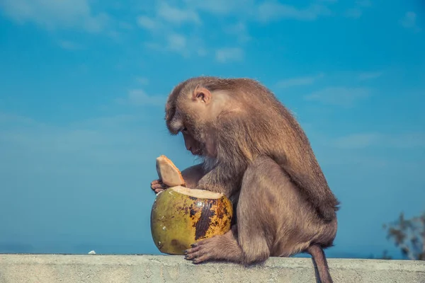 Niedlicher Affe isst Kokosnuss. — Stockfoto