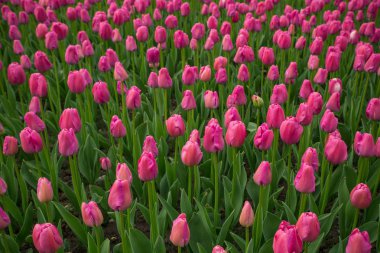 Güzel Lale alan, kırmızı lale Çiçek Bahçesi.