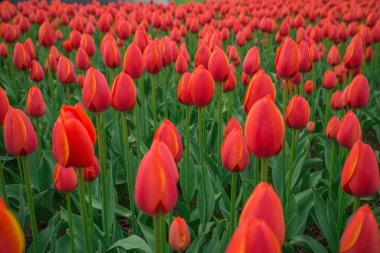 Parlak kırmızı lale çiçek arka plan. Makro bokeh vurdu.