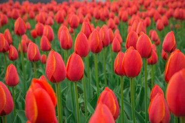 Parlak kırmızı lale çiçek arka plan. Makro bokeh vurdu.
