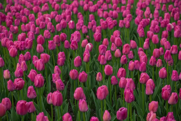 Beau champ de tulipes, jardin de fleurs de tulipes rouges . — Photo